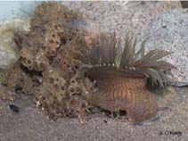 Image of Bunodosoma cavernata (Warty sea anemone)