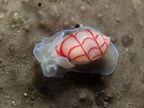 Image of Bullina lineata (Red-lined bubble shell)