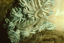 Image of Caphyra loevis (Xenia swimming crab)