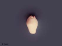 Image of Calpurnus verrucosus (Umbilical ovula)