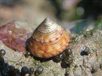 Image of Calliostoma zizyphinum (Painted top-shell)