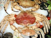 Image of Chaceon fenneri (Golden deepsea crab)