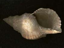 Image of Charonia lampas (Trumpet shell)