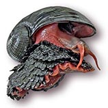 Image of Chrysomallon squamiferum (Scaly-foot gastropod)