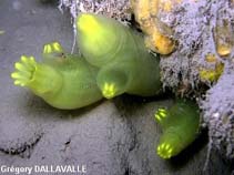 Image of Ciona edwardsi (Yellow sea squirt)