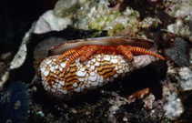 Image of Ciliopagurus strigatus (Halloween hermit crab)