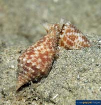 Image of Conus acutangulus (The sharp-angled cone)