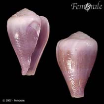 Image of Conus balteatus (Belted cone)