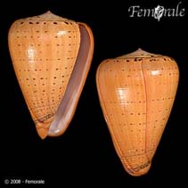 Image of Conus betulinus (Beech cone)