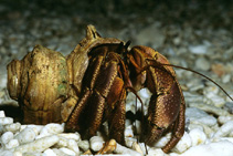 Image of Coenobita brevimanus (Land hermit crabs)