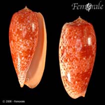 Image of Conus bullatus (Bubble cone)
