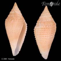 Image of Conasprella coromandelica 