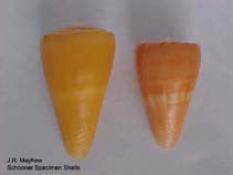Image of Conus daucus (Carrot cone)