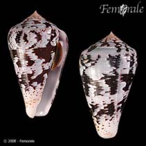 Image of Conus ermineus (Agate cone)