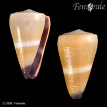 Image of Conus flavidus (Yellow Pacific cone)