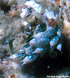 Image of Costasiella kuroshimae 