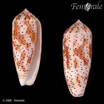 Image of Conus nussatella (Nussatella cone)