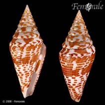 Image of Conus praecellens (Sowerby\
