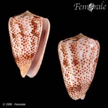 Image of Conus pulicarius (Flea-bitten cone)