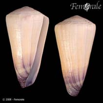 Image of Conus terebra (Terebra cone)