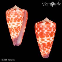 Image of Conus tessulatus (Tesselate cone)