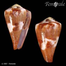Image of Conus vexillum (Vexillum cone)