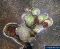 Image of Coralliophila violacea 