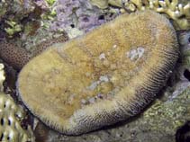 Image of Ctenactis echinata (Rough feather coral)