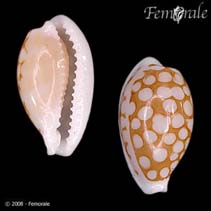 Image of Cribrarula cribraria (Sieve cowrie)