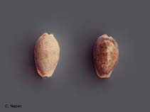 Image of Naria erosa (Eroded cowrie)