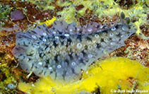 Image of Dendrodoris albopurpura 