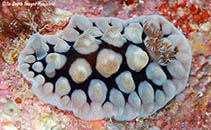 Image of Dendrodoris carbunculosa 