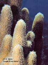 Image of Dendrogyra cylindrus (Pillar coral)