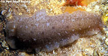 Image of Dendrodoris elongata (White and brown Dendrodoris)