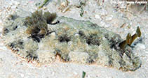 Image of Dendrodoris tuberculosa (Tuberulous nudibranch)