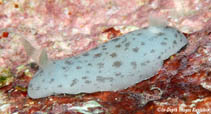 Image of Discodoris coerulescens 