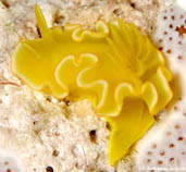 Image of Diversidoris crocea (Golden noumea)