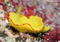 Image of Diversidoris flava (Yellow)