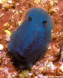 Image of Doriopsis pecten (Blue Doriopsis)