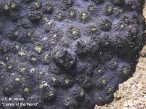 Image of Echinophyllia echinoporoides (Red stone coral)