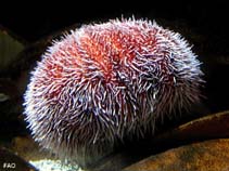 Image of Echinus esculentus (European edible sea urchin)