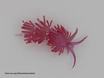 Image of Edmundsella pedata (Violet sea slug)
