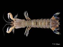 Image of Erugosquilla woodmasoni (Smooth squillid mantis shrimp)