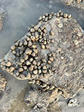 Image of Euchelus asper (Four-keeled margarite)