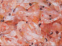 Image of Euphausia crystallorophias (Ice krill)