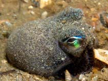 Image of Euprymna tasmanica (Southern bobtail squid)