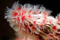 Image of Filograna implexa (Filigreed coral-worm)