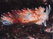 Image of Flabellina verrucosa (Red-finger aeolis)