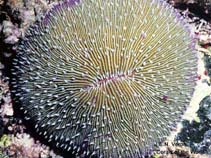 Image of Lithophyllon repanda (Oval mushroom coral)