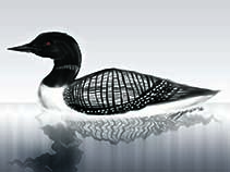 Image of Gavia immer (Great Northern diver)